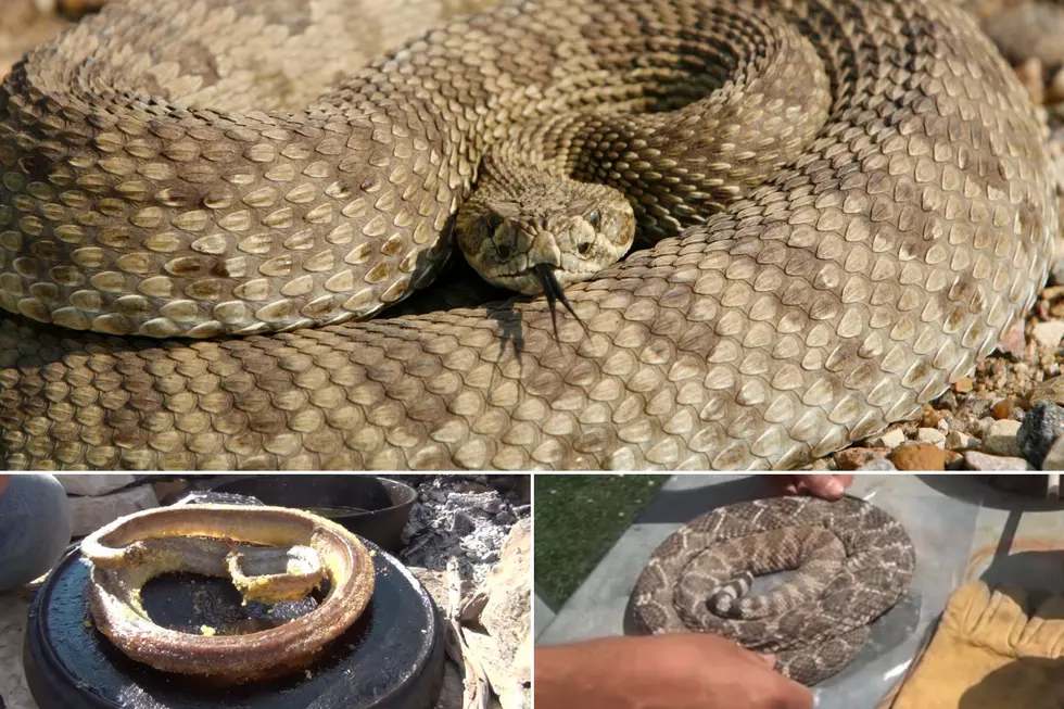 Colorado Rattlesnake Hunting Season Means Meat In the Frying Pan