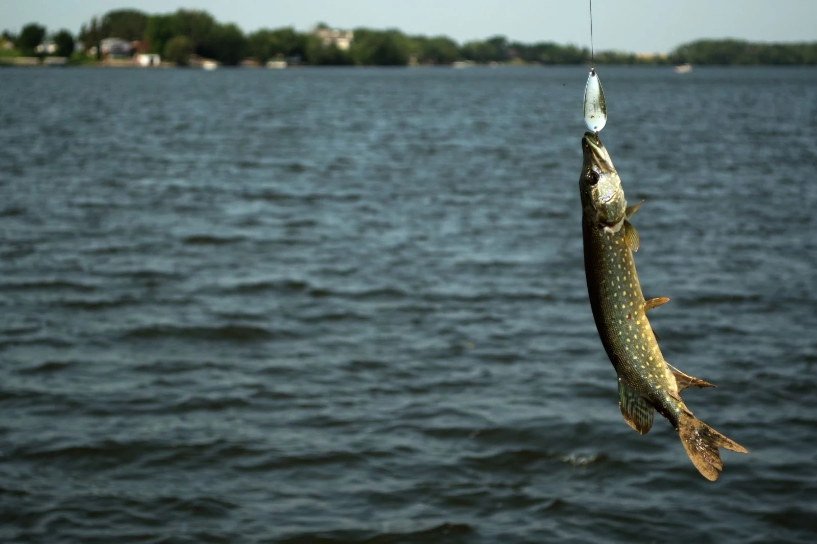 Colorado Kid Lands Fish Almost As Big As Him From A Lake