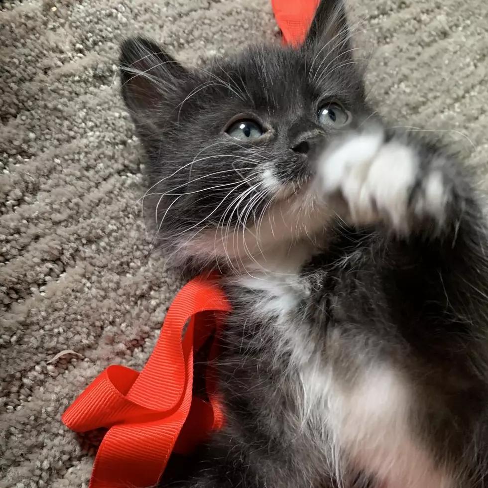 Playful Kitten Looking For A Forever Home In Grand Junction