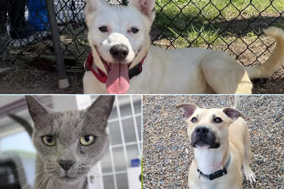 Pets of the Week Include People-Loving Dogs That Need Homes