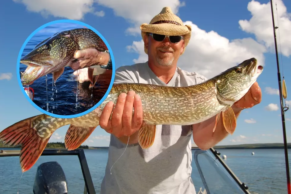 The Best Northern Pike Fishing In Colorado