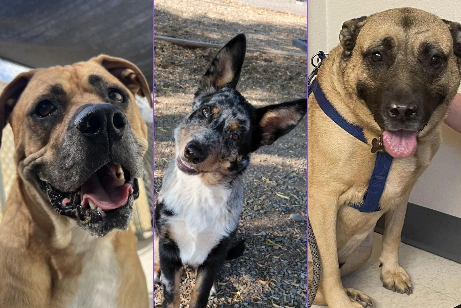 These Three Homeless Dogs Ready For New Homes In Grand Junction photo