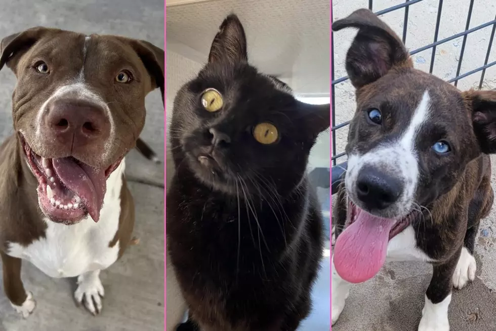 These Pets of the Week Include Goofy, Silly, and Affectionate Puppies