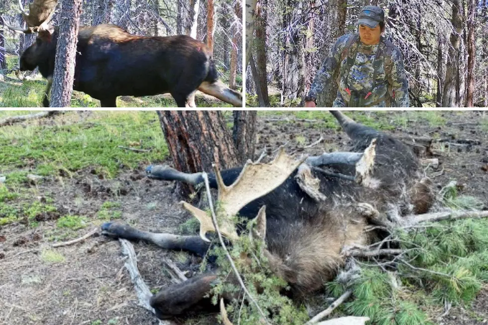 CPW Hopes To Identify Reckless Colorado Moose Poacher