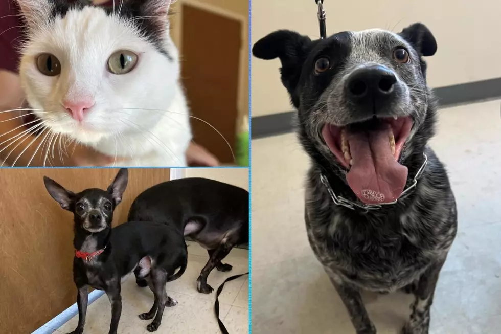One of These Homeless Grand Junction Pets Could Go Home With You Today