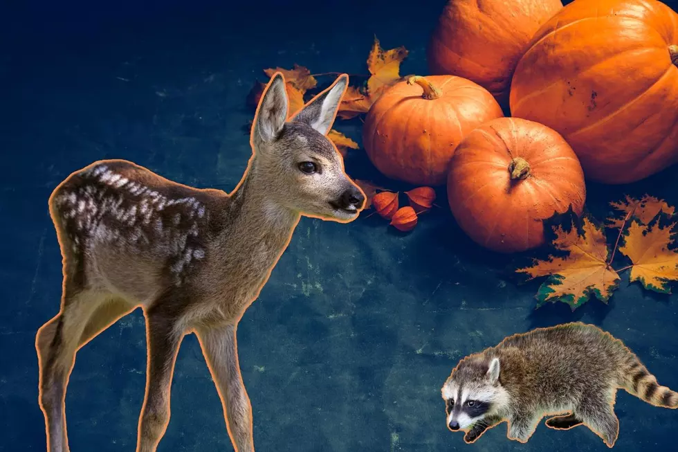 Here&#8217;s Why You Shouldn&#8217;t Leave Old Pumpkins Out For Wildlife To Consume