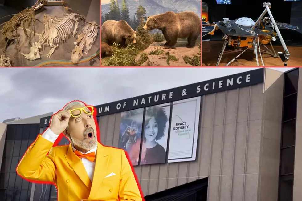 20 Amazing Things You’ll See At the Denver Museum of Nature and Science