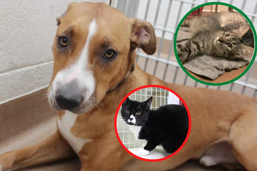 Reduced Pet Adoption Fees In Grand Junction For A Limited Time