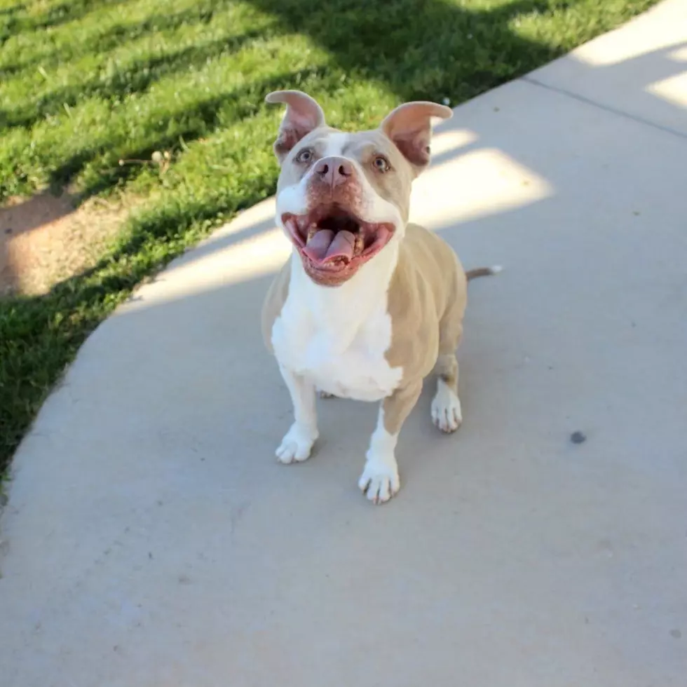 Roice-Hurst Humane Society
