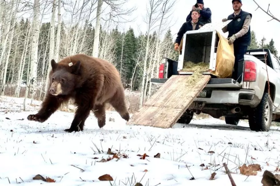 Watch Orphaned Colorado Bear Cubs Joyously Return To the Forest