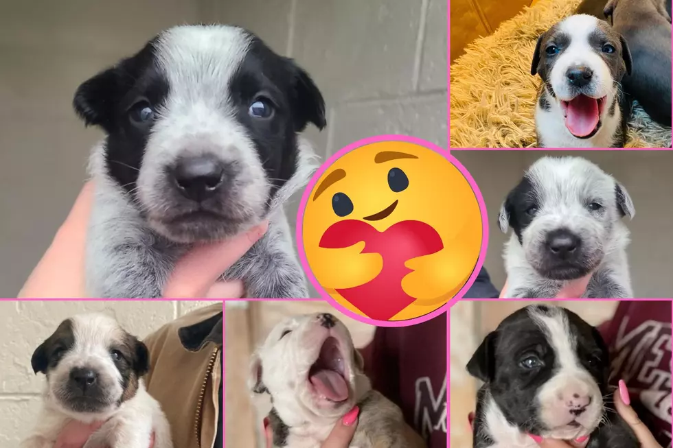 Photos: These Adorable Puppies Will Make You Fall In Love Instantly