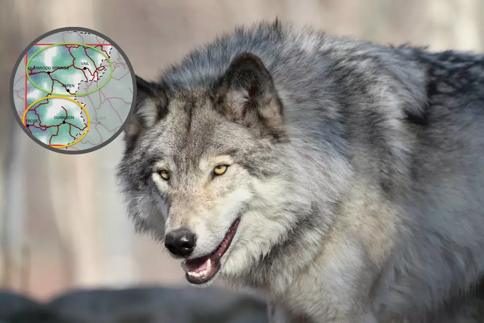 Western Colorado Could See Gray Wolves In These Areas In 2023