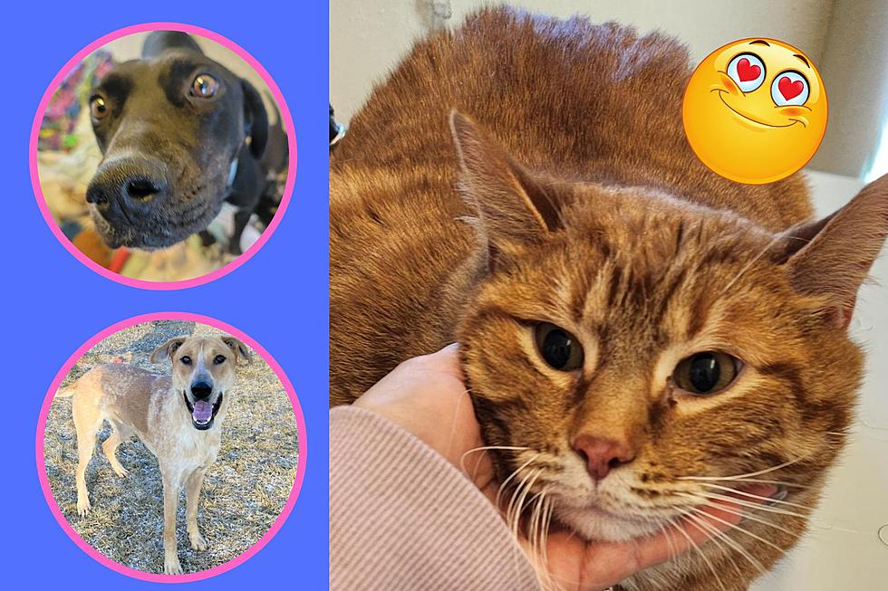Colorado Homeless Pets Looking For Love This Month
