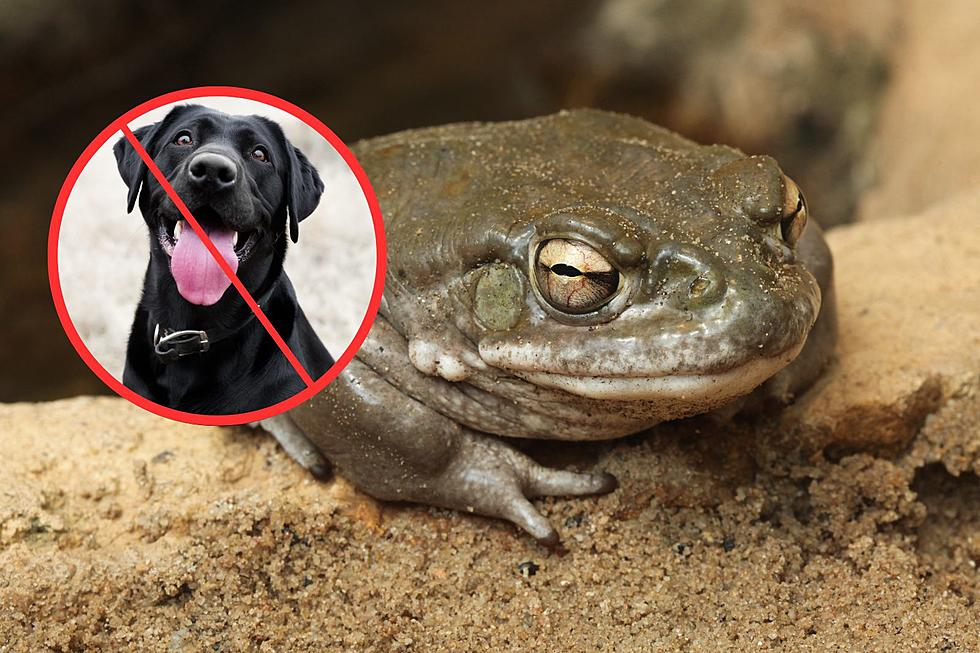 The Colorado River Toad Could Be Fatal To Your Dog