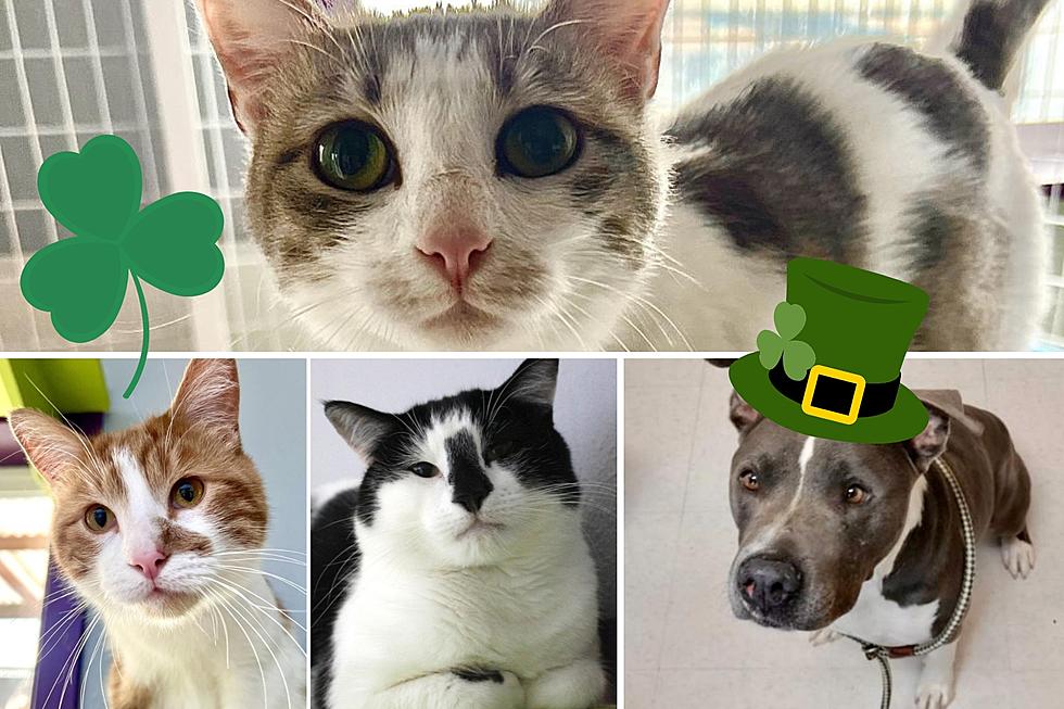 St. Pawtrick's Day Adoption Special Is Good News For Lucky Pets