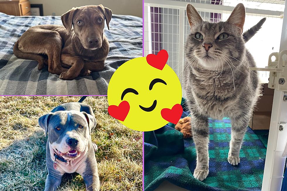 Pets That Love People Are Ready For Adoption In Grand Junction 