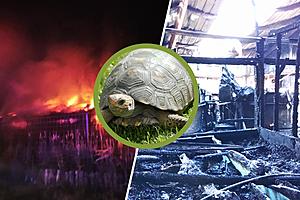Rescue Animals Perish In Devastating Fire At Colorado Reptile...