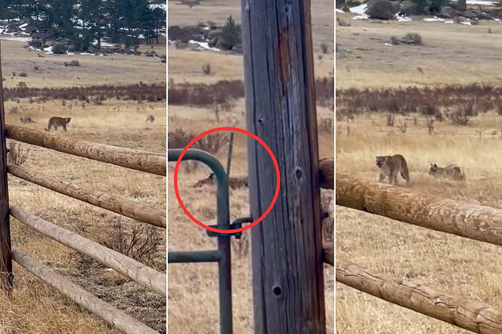 Cougar + Coyotes Chase Each Other Off Carcass in Estes Park, Colo