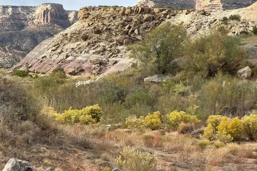 Discover the Surprising Wildlife You Can See on Colorado Golf Courses