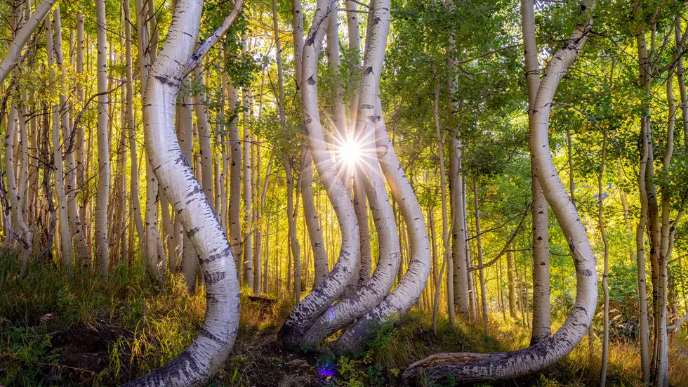 6 Best Fall Color Drives in Colorado