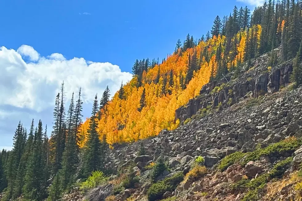 Western Slope Leaf Season: Front Range vs. Locals