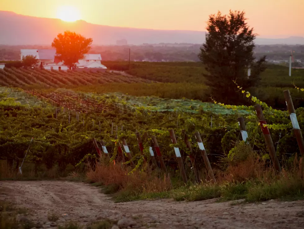Palisade’s 2026 Colorado Mountain Winefest: New Ticket Prices, Format Changes, and Event Details