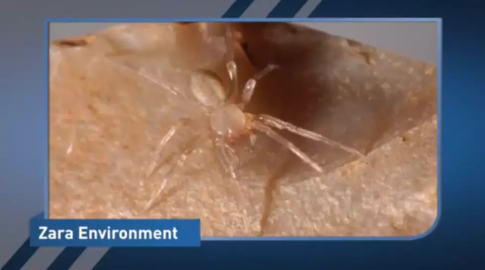 Rare Spider Pauses Construction on $15 Million Highway in Texas