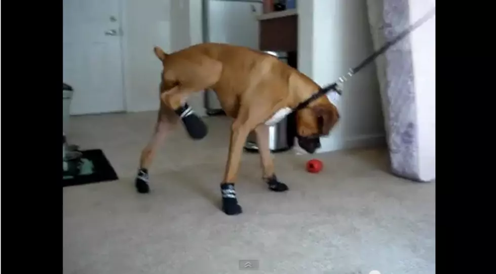 Dog in Shoes is a Guaranteed Crackup [VIDEOS]