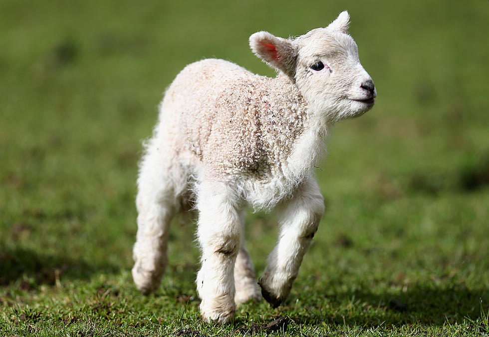 Bouncing Baby Lamb