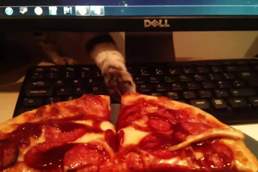 Adorable Cats Stealing Delicious Pizza [VIDEO]