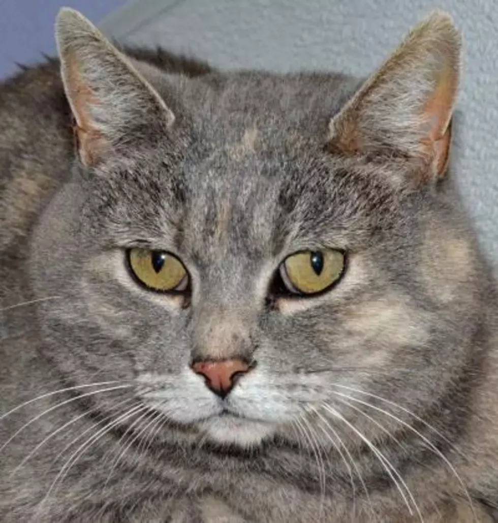 Mix 1043’s Pet Of The Week Is The Purrrfect Companion