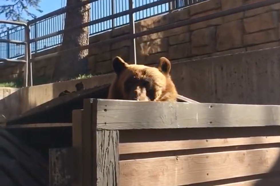 Bear Goes Dumpster Diving in Steamboat Springs