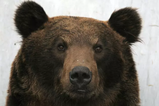 Bear Caught Breaking Into Cars Near Aspen