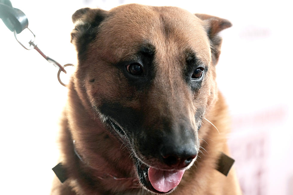 Montrose Sheriff’s K9 Gets Birthday Party With Ice Cream