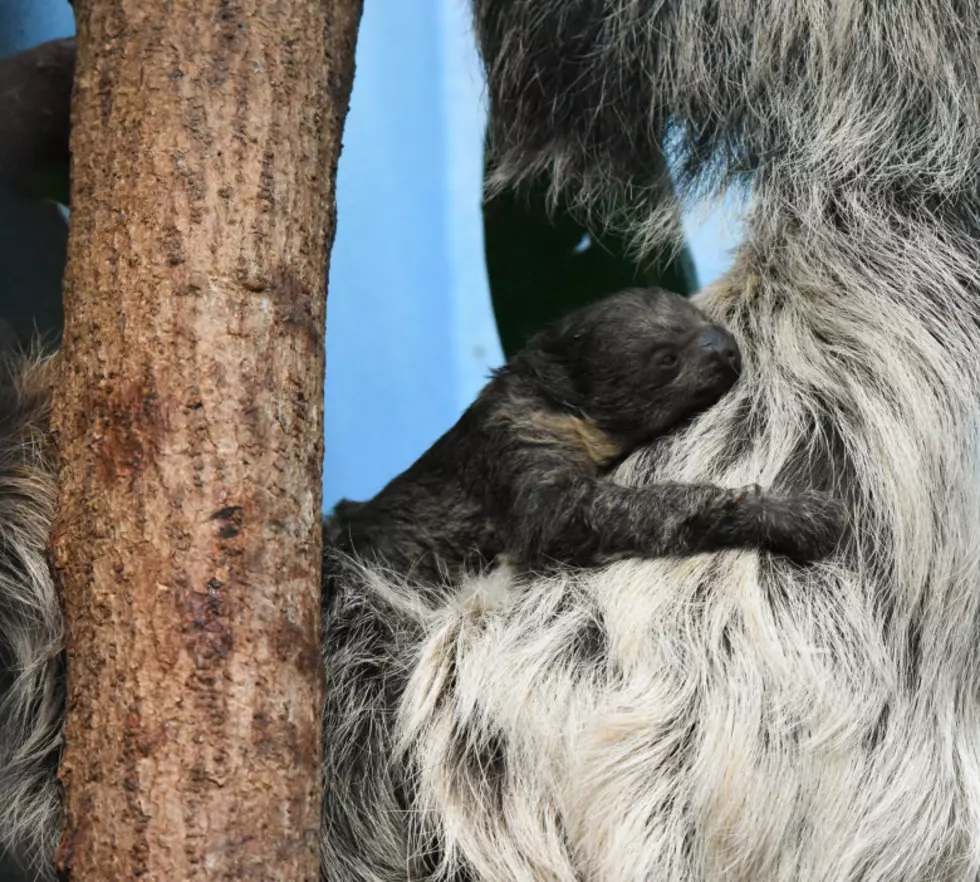 Congratulations Are In Order: Baby Sloth Born at Denver Zoo