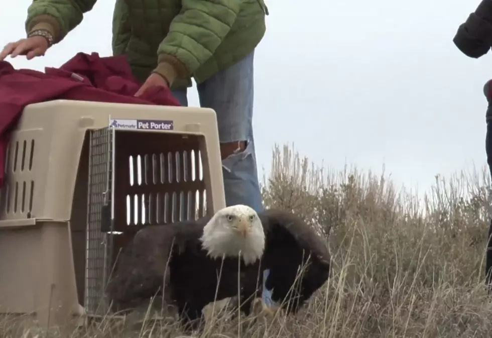 Bald Eagle Released In Steamboat Springs Post Lead Poisoning