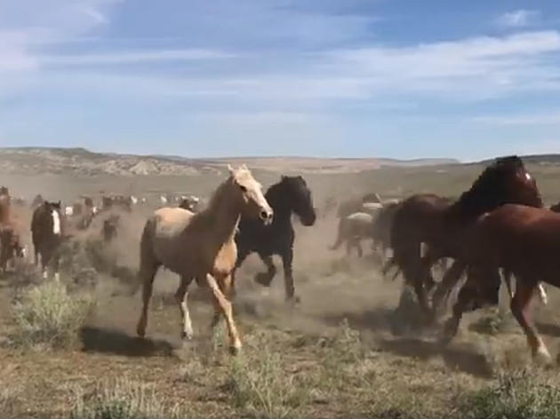 See the Beauty of Hundreds of Colorado Horses: Great American Horse Drive
