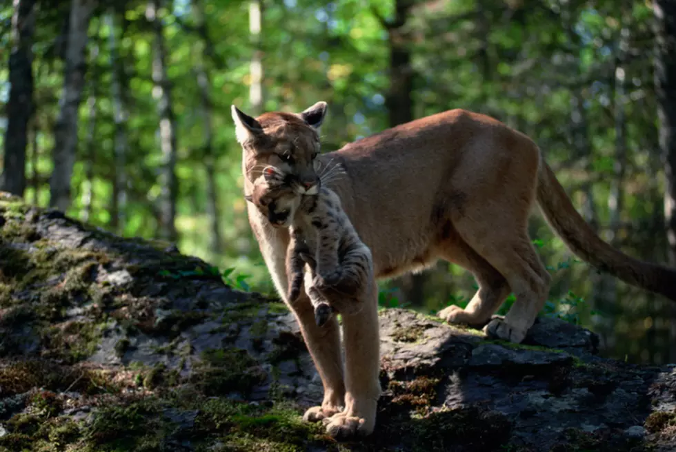 Watch Colorado Man Wake Up to Four Mountain Lions On His Porch