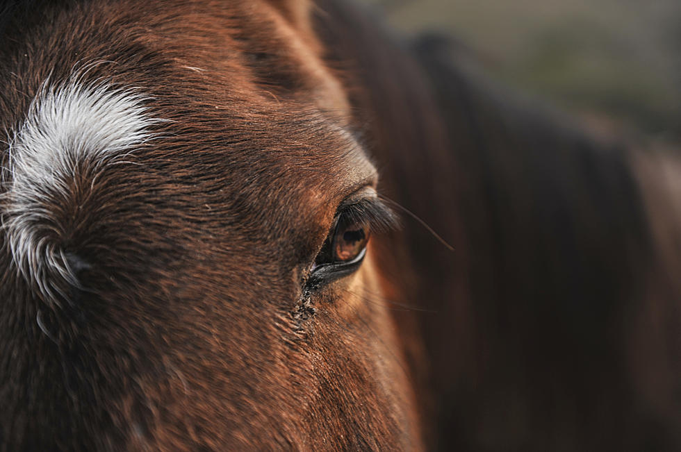 Hold Your Horses: Equine Disease in Nine Counties in Colorado
