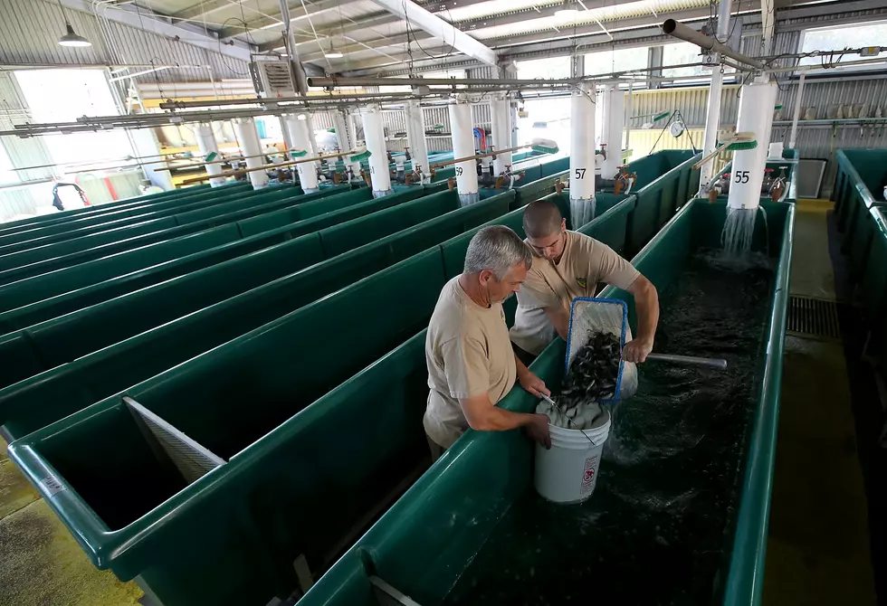 Palisade High School Working to Build Endangered Fish Hatchery