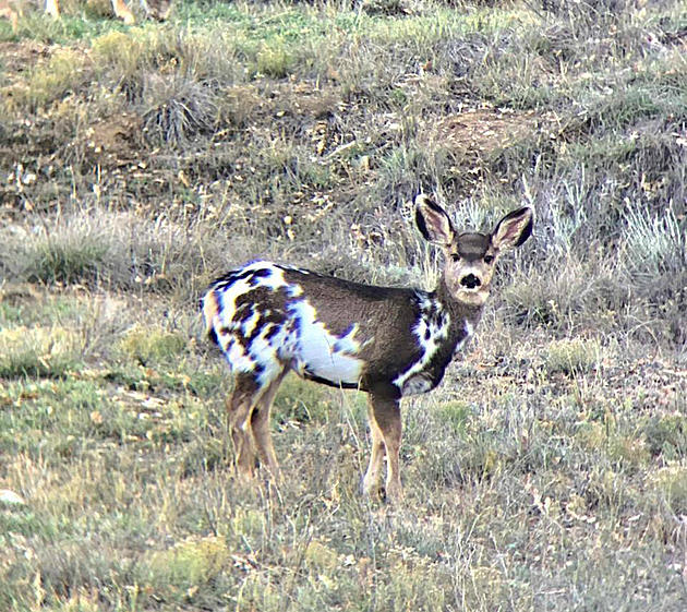 This Colorado Deer is the Coolest Deer I Have Ever Seen