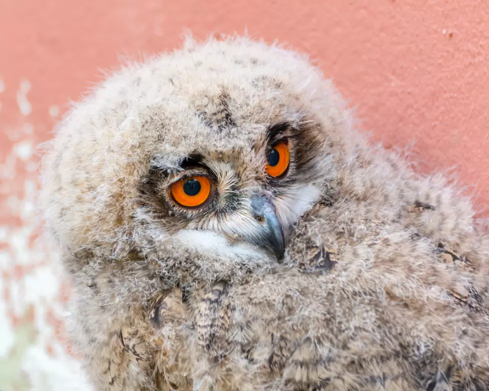 Colorado Farmer Finds This Inside Silo: Snowballs or Baby Owls?