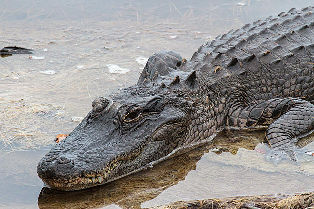 Two Brave Colorado Men Save Alligator Trapped Under Ice