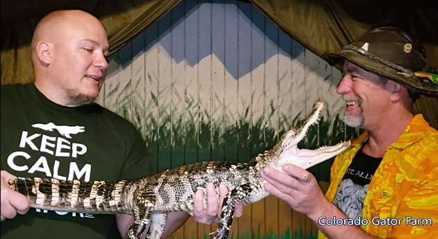 Abandoned Alligator Gets Rescued In Pueblo by Colorado Gator Farm