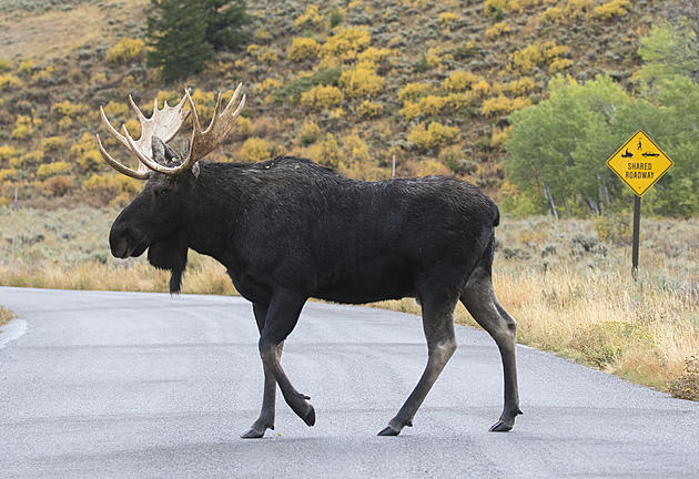 Even Colorado Moose Know Pedestrians Have the Right of Way