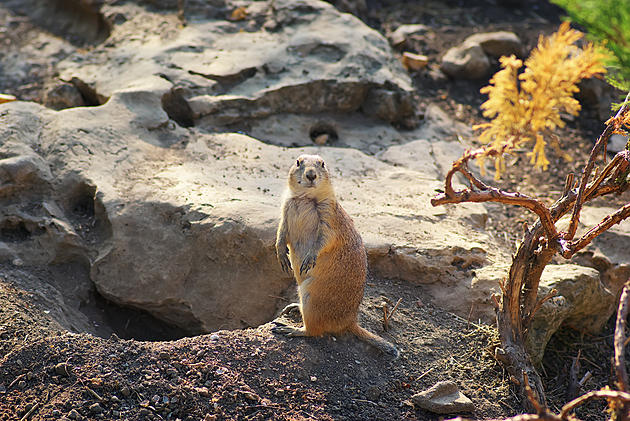 Tons of Animals Visit Prairie Dog Burrow In This Time-lapse Video
