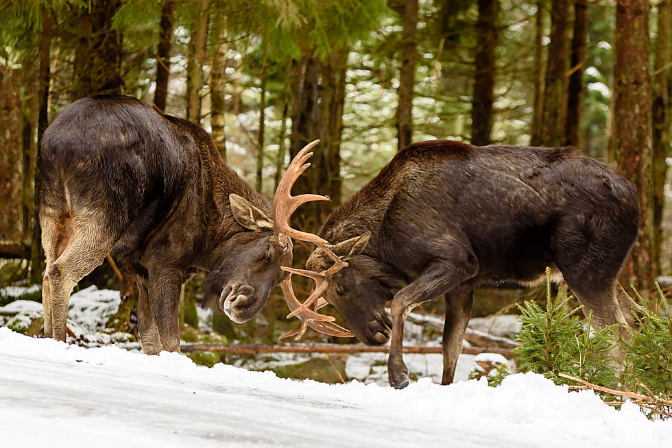 Watch How Much These Colorado Moose Love to Play in the Snow