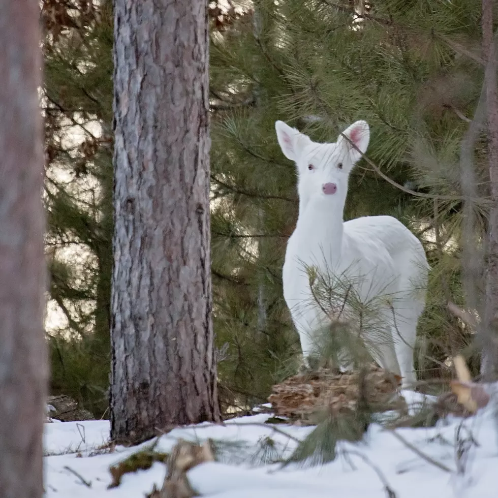 Spotted: Canon City’s Famous Albino Mule Deer