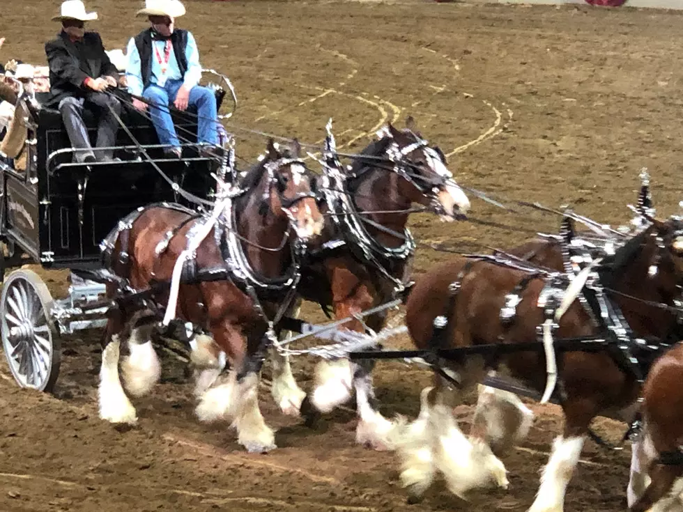 Three Reasons to Attend the National Western Stock Show