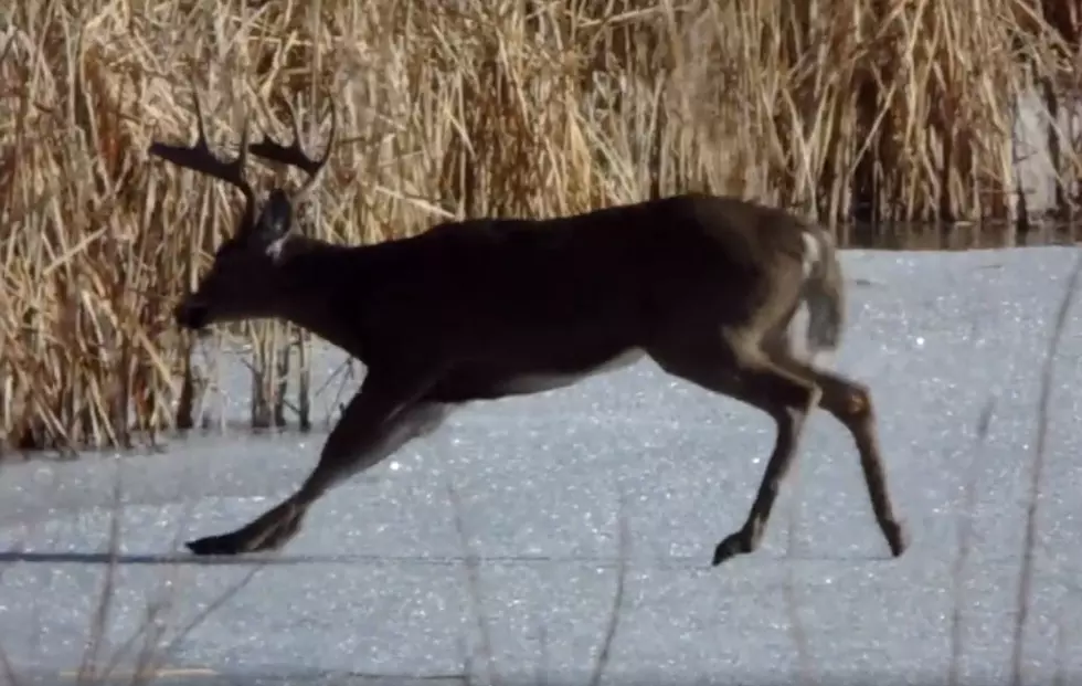 Deer Goes RWD On Ice at This Colorado State Park